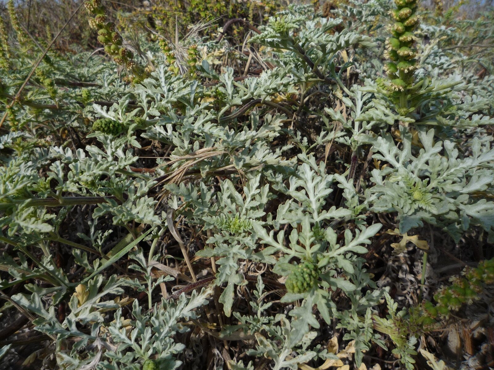 High Resolution Ambrosia chamissonis Plant